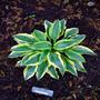 Wolverine Hosta